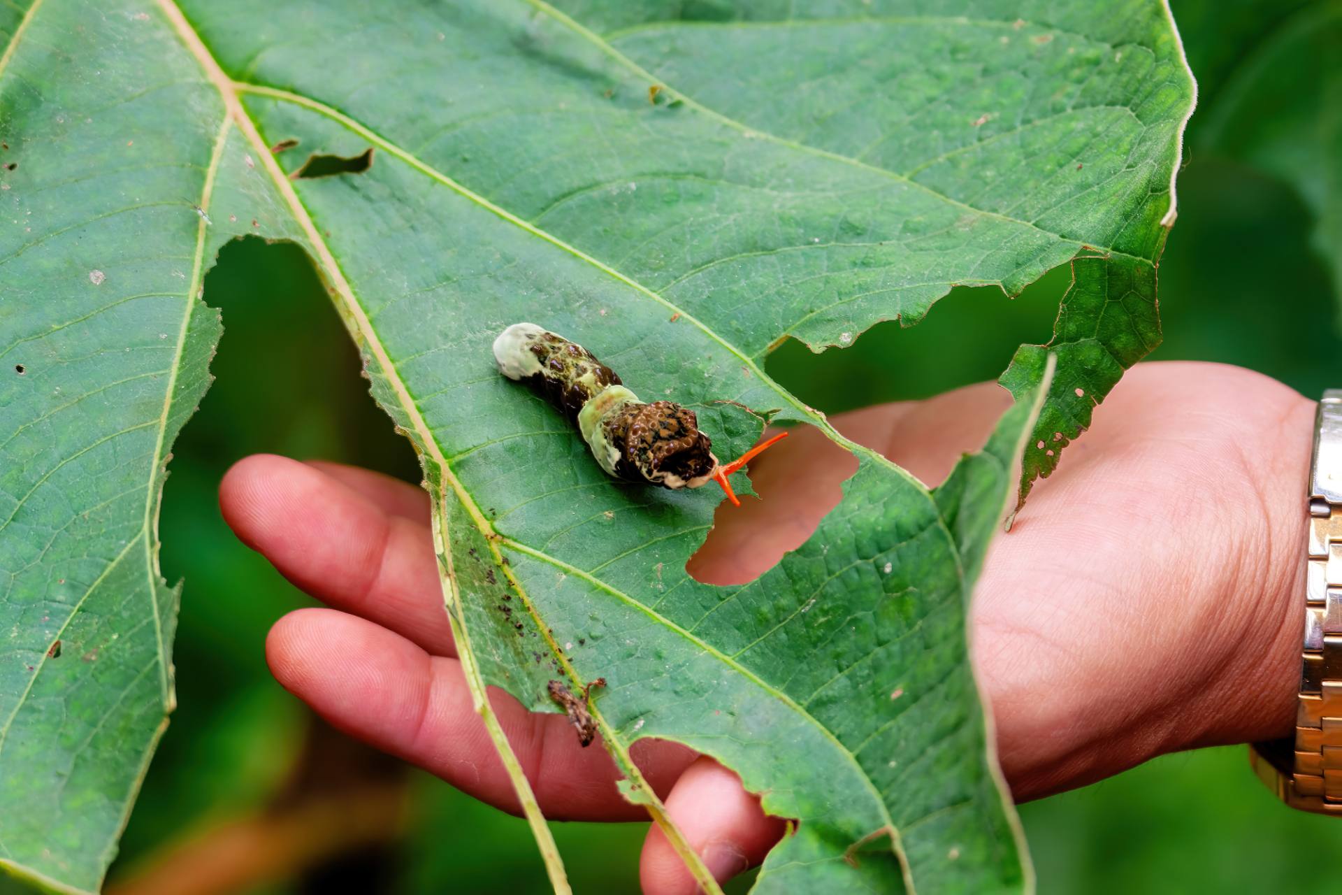 Puppe des Blauen Morphofalters (Morpho peleides[1]) oder Himmelsfalters
